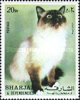 Siamese (Felis silvestris catus)