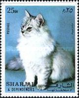 Chinchilla Cat (Felis silvestris catus)