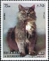 Persian Blue (Felis silvestris catus)