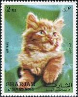 Half Angora Cat (Felis silvestris catus)
