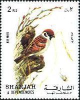Eurasian Tree Sparrow (Passer montanus)