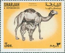 Dromedary (Camelus dromedarius)