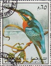Common Kingfisher (Alcedo atthis)
