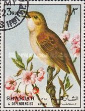 Common Nightingale (Luscinia megarhynchos)