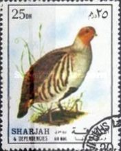 Grey Partridge (Perdix perdix)