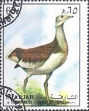 Great Bustard (Otis tarda)