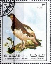 Rock Ptarmigan (Lagopus mutus)