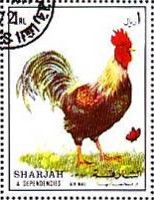 Rooster (Gallus gallus domesticus)