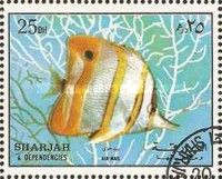 Copperband Butterflyfish (Chelmon rostratus)