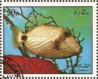 Orange-Lined Triggerfish (Balistapus undulatus)