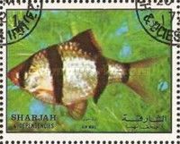 Tropical Fish