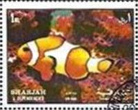 Ocellaris Clownfish (Amphiprion ocellaris)