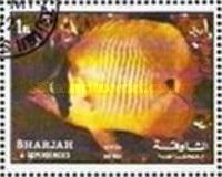Threadfin Butterflyfish (Chaetodon auriga)