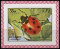 Ladybug (Coccinella sp.)