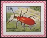 Longhorn Beetle (Cerambycidae)