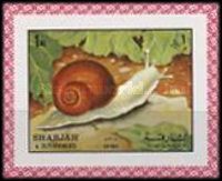 Vineyard Snail (Helix pomatia)