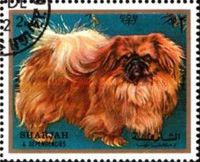 Pekingese Dog (Canis lupus familiaris)