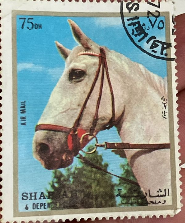 Horse (Equus ferus caballus)