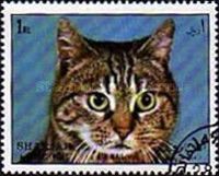 Cat (Felis silvestris catus)