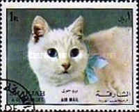 Cat (Felis silvestris catus)