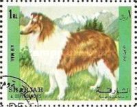 Rough Collie (Canis lupus familiaris)