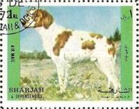 Dog (Canis lupus familiaris)