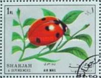 Ladybug (Coccinella sp.)
