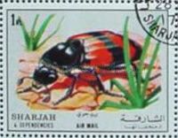 Common Cockchafer (Melolontha melolontha)