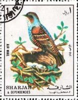 Bird