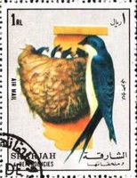 Barn Swallow (Hirundo rustica)