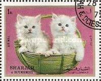 Kitten (Felis silvestris catus)