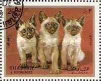 Cat (Felis silvestris catus)