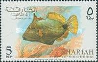 Orange-Lined Triggerfish (Balistapus undulatus)