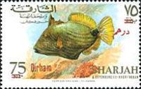 Orange-Lined Triggerfish (Balistapus undulatus)