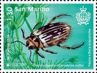 Scarodytes ruffoi