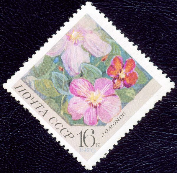 Clematis