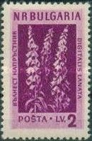 Woolly Foxglove (Digitalis lanata)