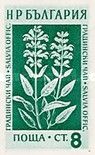 Garden Sage (Salvia officinalis)