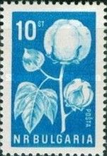 Cotton