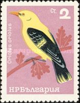 Golden Oriole (Oriolus oriolus)