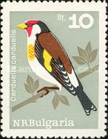 European Goldfinch (Carduelis carduelis)