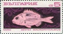Large-eye Dentex (Dentex macrophthalmus)