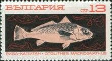 Croaker (Otolithes macroganathus)