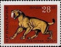 Saber-Tooth-Tiger (Smilodon sp.)