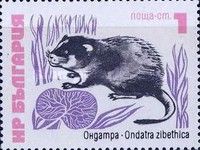 Muskrat (Ondatra zibethicus)