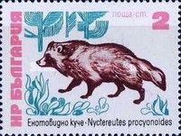 Raccoon Dog (Nyctereutes procyonoides)