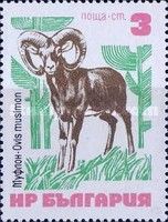 Mouflon (Ovis orientalis)