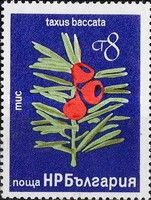 Yew (Taxus baccata)