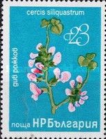 Judas Tree (Cercis siliquastrum)