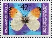 Orange Tip (Anthocharis cardamines)